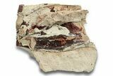 Fossil Oreodont (Merycoidodon) Skull Section - South Dakota #249283-1
